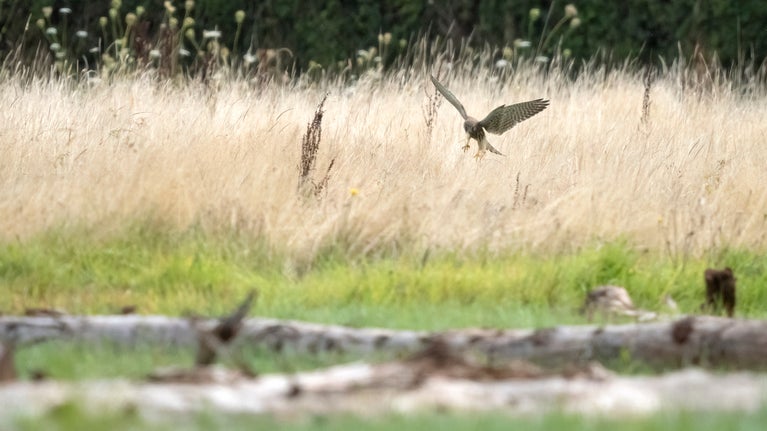 A kestrel landing in a field of long grass
